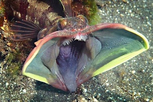13 Frightening Sarcastic Fringehead Facts - Fact Animal