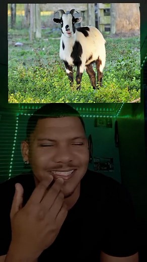 Ever heard of a fainting goat | Quinton Lamb