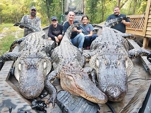 2017 SC Alligator Hunt HD