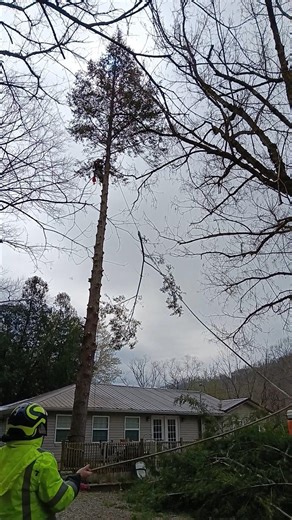 Speedlining Hemlock limbs over porch #sendit #speedlining #treefelling #treeservice #stihl