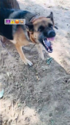 don't Ignore these signs of Aggression in your dog #viralshorts