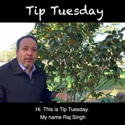 Learn how to identify and control tea scale in camellias with LSU AgCenter's plant doctor Raj Singh. | LSU AgCenter