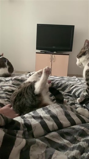 kuzya.23 (@kuzya.23)’s videos with original sound - 👑😎🖤🦅