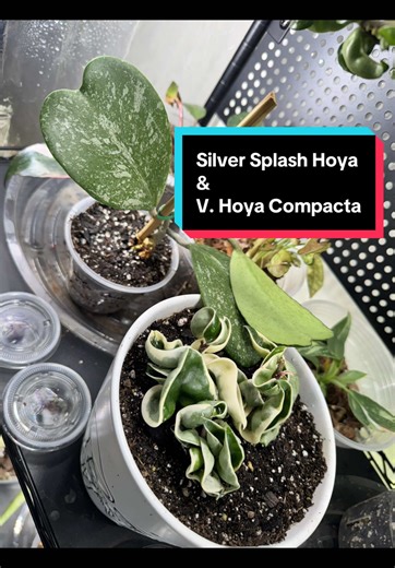 Unique Characteristics of Hoya Compacta