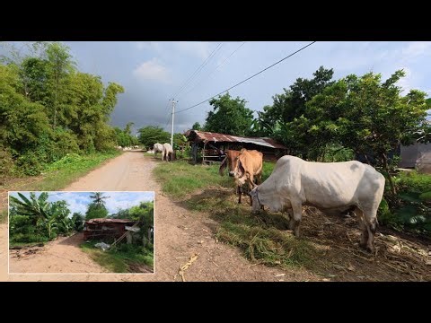 Beautiful Countryside Scenery | 4K Relaxation Film