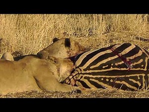 Lions eating zebra