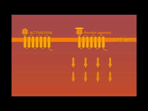 Partial Agonists animation
