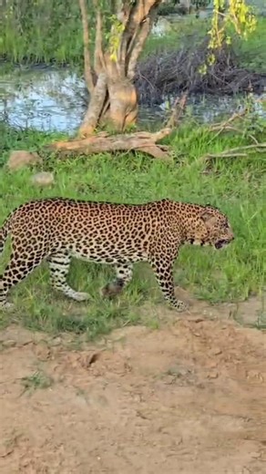 Lucas, The king of Yala National Park