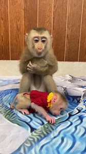 69K views · 1.6K reactions | Lovely Baby Monkey in Home . . . #reel #cute #animals #lovely #newbornbabymonkey #monkeyv | Cute Baby Monkey | Facebook
