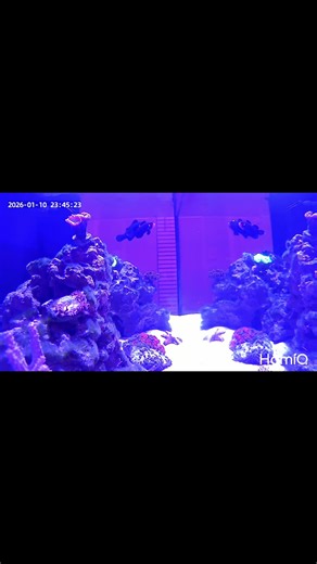 Monitoring My Fish with HomiQ Aquarium Camera