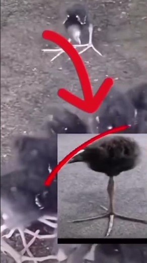 DAMN Bird meme #meme #damn
