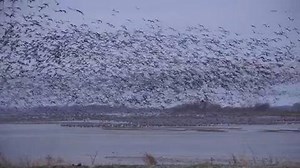 The 2019 Sandhill Crane Season on the Platte River will be here soon! Check out this morning lift-off from last spring! No wonder they call it "America's Greatest Migration!" | Rowe Sanctuary