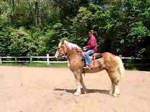 Belgian Riding Horse