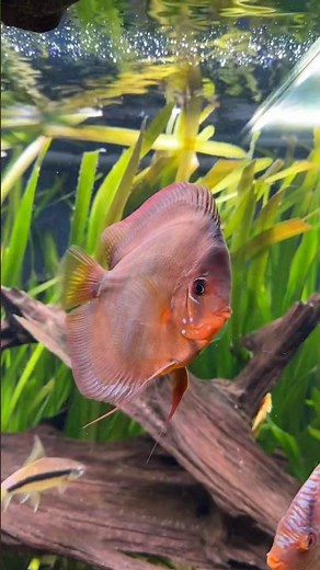 Red Ica Discus🧡 One of my favorite specimens!✨ #discus #fish #aquarium #tank #plantedtank #plants