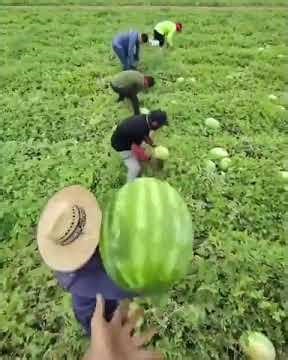 A process you need to see - Team melon harvesting