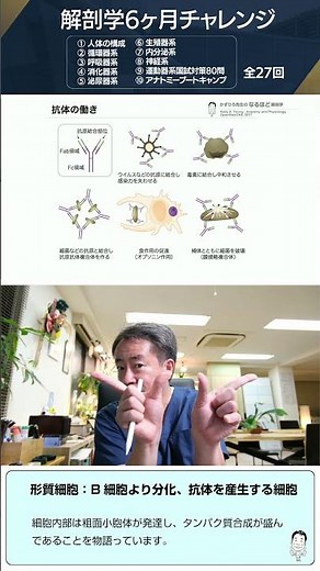 【 #国試1分道場 】形質細胞と抗体の働き #かずひろ先生 #解剖学