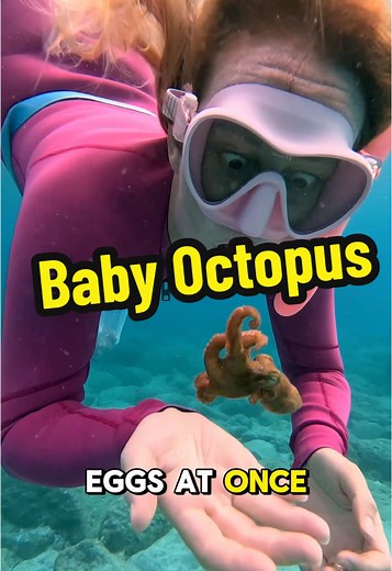 Discover Ocho the OctoDad and His Newborn Octopus