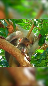 Be respectful, the big sister monkey brings the poor little one to his mom for having milk. Part 13 | Monkey Magic