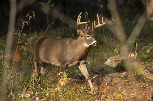Illinois deer harvest totals released for first weekend of firearm season