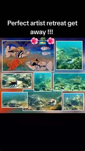 Meet the resident artist at Mahina Lodge Ofu Island Vava'u Kingdom of Tonga. . Annarine Chapman Mahinalodge Mahinaarts Mahina ARTS 🔻🔻🔻🔻🔻 https://book.tongapocketguide.com/mahina-lodge 🔺🔺🔺🔺🔺 🔻🔻🔻🔻🔻 https://www.tongatourism.travel/stay/mahina-lodge 🔺🔺🔺🔺🔺 Come to VAVA'U we would love to host you xxx with hot water in our chalets xxx Tonga Tourism NZ Pocket Guide Island Cruising NZ ‼️‼️‼️Taking bookings for Christmas period now ‼️‼️‼️ 🚨🚨🚨NEW AND IMPROVED BOOKING PLATFORM 🚨🚨🚨