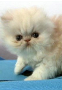 Cats 101 S03:E05 - Kittens