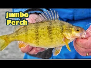 Ice Fishing Jumbo Perch on North Dakota Prairie Pothole Lakes