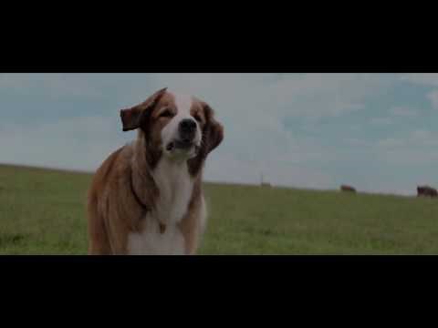 DOGS Purprose || emotional last scene of movie "dogs purpose" where ethane recognizes bailey