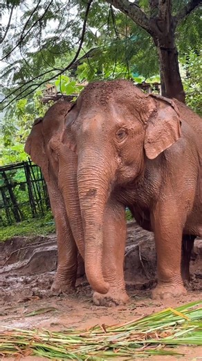 A peaceful life at Elephant Step, Chiang Rai 🐘🌿 This two of the lucky elephants living a joyful, dignified life at the Elephant Step project in Chiang Rai — a place built on love, compassion, and ethical care. At Elephant Step, every elephant is treated with respect and allowed to live in a beautiful, natural environment. Spacious grasslands, fresh air, and gentle caretakers surround them — creating a true sanctuary where elephants can simply be elephants. If you’re looking to support or visit