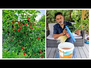How To Grow Chilli Peppers In Water | Growing Hydroponic chilli