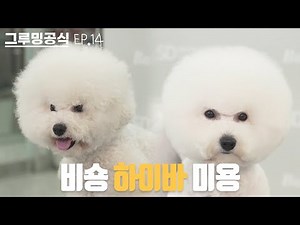 내가 자꾸....귀엽대... | 그루밍공식시즌2 EP14 | 비숑 하이바 미용 | bichonfrise Grooming
