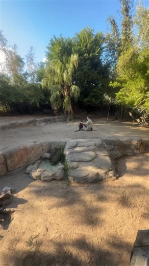 Patty Sarmiento | Western grey Kangaroo | Instagram