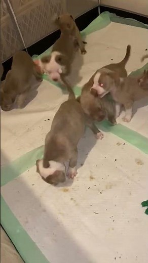 American pit bull terrier puppies