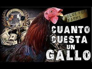 Cuanto cuesta un gallo
