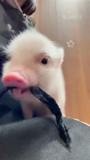 西恩嚼嚼嚼 #萌寵日常 #萌寵喫貨 #誰家萌寵這麼搞怪 #動物界的萌寶寶 #pignic