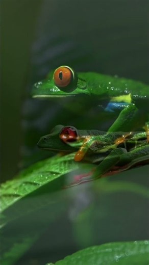 Red-Eyed Tree Frog: A Rainforest Jewel 💎🐸#Shorts #Reptile #Frog
