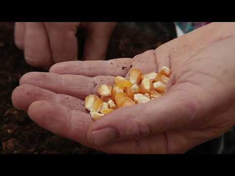 Cómo reproducir las semillas de maíz