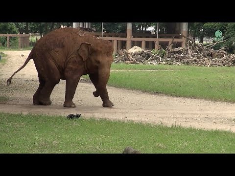 Adorable elephant attempt to play with a cat - ElephantNews