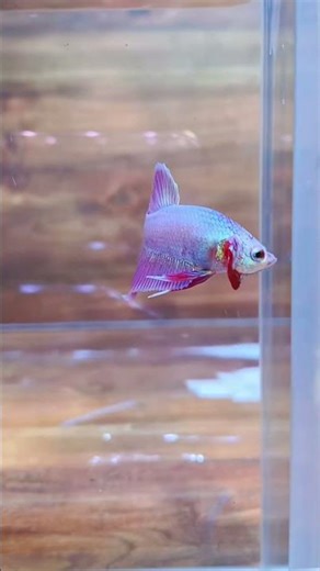 5 Gorgeous Betta Fish You’ll Want in Your Tank