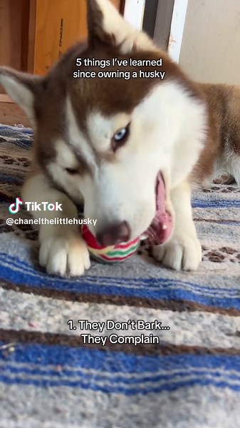 What I Learned About Owning a Husky
