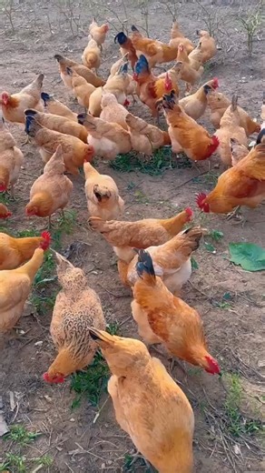 299K views · 10K reactions | Best Herbal Combinations, Preparation Methods, and the Best Probiotics for Every Age Group in Poultry.. #broilerchickens #agriculture #organicfarming #healthychicken #farming #Poultry #poultryfarming | Poultry Tips | Facebook