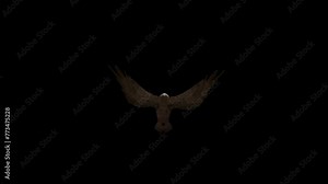 3D Common buzzard flying attack loop animation with back view on black background, buzzard attacking with wings and claws rendering included alpha matte clip, 4k Animated Birds with alpha channel