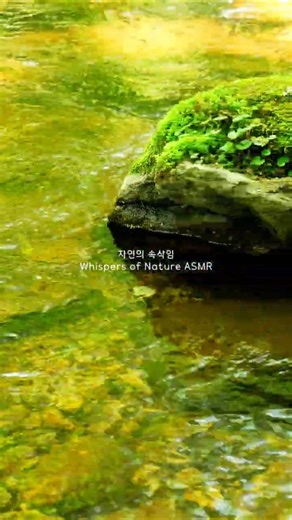 🌿 Nature’s Light Dance | High-Quality Forest ASMR 💦 Relaxing Creek Sounds