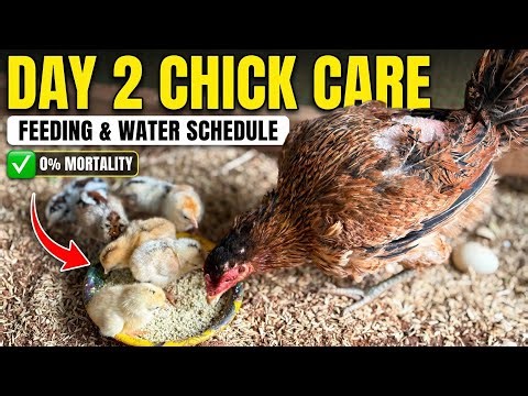 Day 2 Chick Management: Feeding Tips & Crop Check Guide