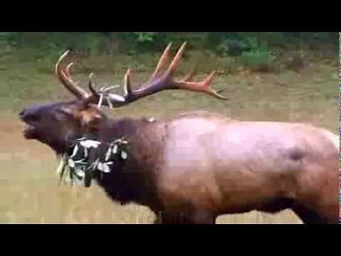 Cataloochee Valley & Elk, Great Smoky Mountains | RomanticAsheville.com