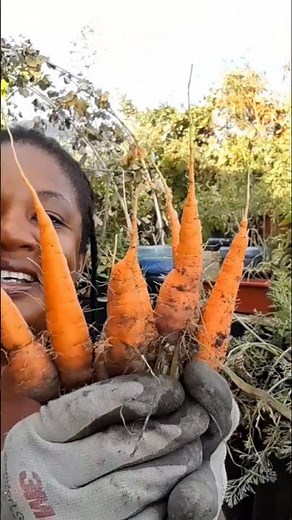 Post Hurricane MELISSA 🥕 Harvest #shorts #food #viralvideo #youtube #youtubevideo