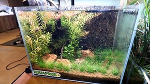 52K views · 1.4K reactions | Nano aquarium setup for betta fish! #betta #bettathailand #bettakoi | Aquapros | Facebook