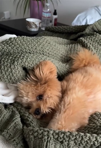 Why my pomapoo prefers my bed over his own cozy spot