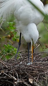 3.2K views · 31 reactions | A Great Egret completes some maintenance in its nest between time spent sitting on eggs. #wildlife #wildlifephotography #birdwatching #birdphotography #birds #nature #naturephotography | Images By John Delhotal | Facebook