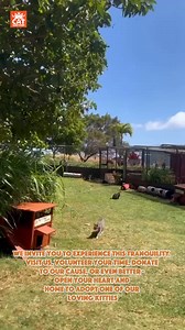 2.9K views · 180 reactions | At the Lana’i Cat Sanctuary, tranquility...