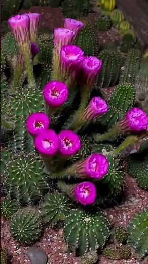 Rare Cactus Flower Blooming: A Stunning Time-Lapse